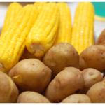 Zakaj vsi hočejo gensko spremenjen krompir?